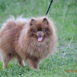 Gloria - Chocolate and tan female Pomeranian puppy in Ector, Texas from BB Pomeranians