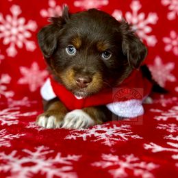 Peaches rtm #3 - Miniature Australian Shepherd puppy in Buchanan, Georgia from Stanleyville Farm Mini Aussies