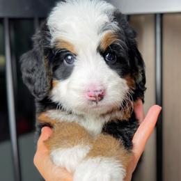 Truffle - Tri-color male Bernedoodle puppy in Alpharetta, Georgia from Doodles of Buckhead