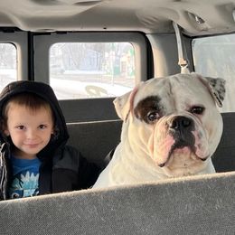 American Bulldogs from Bridge Creek Bulldogs