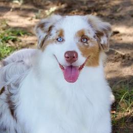 Australian Shepherds, Miniature American Shepherds, and Miniature Australian Shepherds from Diamond H Aussies