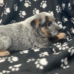 Patch (BM4) Orange - Blue speckled male Australian Cattle Dog puppy in Saint Albans, Maine from Australian Cattle Cuties and littles
