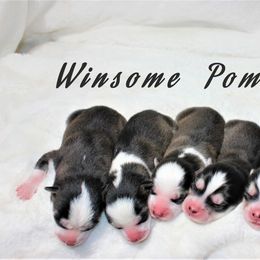 Pomsky Puppies from Winsome Pomskies
