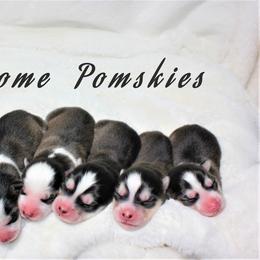 Pomsky Puppies from Winsome Pomskies
