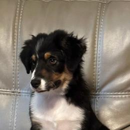 Miniature Australian Shepherd and Toy Australian Shepherd Puppies from Beasley Acres Aussies