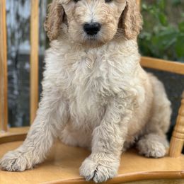 Goldendoodle Puppies from Rolling Acres Doodles and Poodles