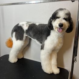 beaux - Bernedoodle