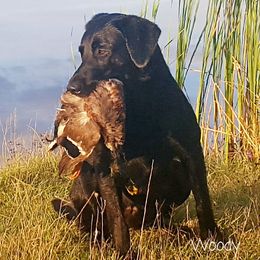 Woody - Labrador Retriever