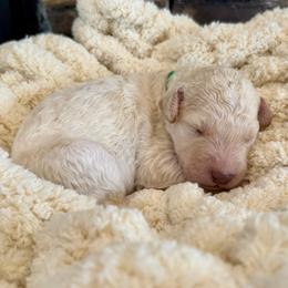 Reef - Cream male Goldendoodle puppy in Wyandotte, Oklahoma from Goldendoodles of NE OK