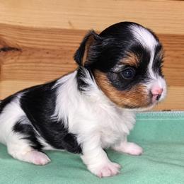 Yorkshire Terrier puppies from Granny's yorkshire Terrier Modesto California