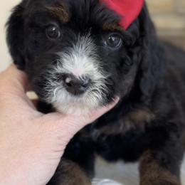 Bernedoodle, Cavapoo, and Goldendoodle Puppies from Blackberry Farm Puppies