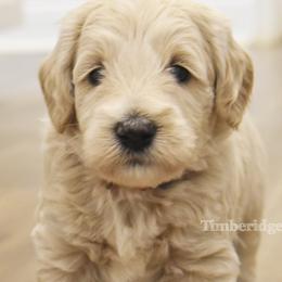 Taz (red boy) - Cream male Goldendoodle puppy in Loveland, Ohio from Timberidge Goldendoodles