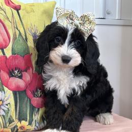 Sweetie Pie - Black and white female Cavapoo puppy in Shipshewana, Indiana from Shelli's Puppies