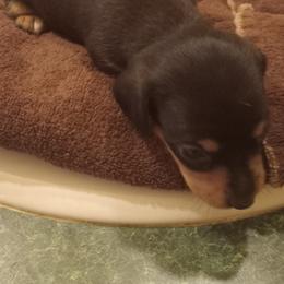 Girl 3 - Black and tan female Dachshund puppy in Warrenville, South Carolina from Sherman's Dachshunds