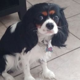 Emily - Cavalier King Charles Spaniel