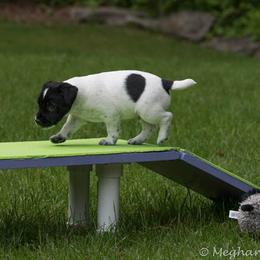 Jack Russell Terrier Puppies from Fleet Street Jack Russell Terriers