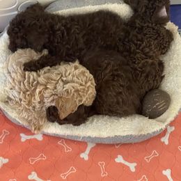 Cockapoo Puppies from Raisingcockapoos