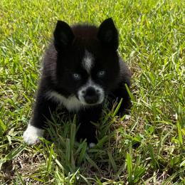 Baloo - Black and white male Pomsky puppy in La Vergne, Tennessee from Atencio Pomsky