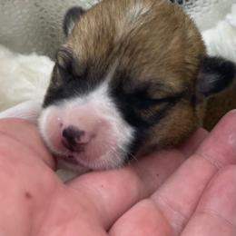 Silver boy - Red male Pembroke Welsh Corgi puppy in Adairsville, Georgia from R&R Corgis