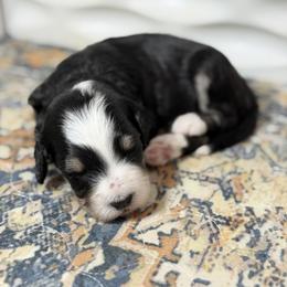 Kit Kat - Tri-color female Bernedoodle puppy in El Campo, Texas from Little Fur Friends Bernedoodles
