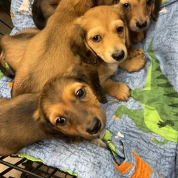 Dachshund Puppies from Zacha’s Doxie House