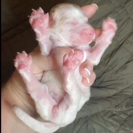 Sugar - Blenheim female Cavapoo puppy in Austin, Texas from Doodles of Central Texas