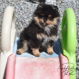Boy 2 - Black and tan male Pomeranian puppy in Fort Jones, California from High Rocking Pom Poms