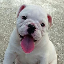 Bulldogs from JoMo Kennels