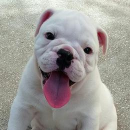 Bulldogs from JoMo Kennels
