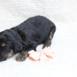 Girl 1 - Phantom Bernedoodle puppy in Riverdale, Utah from La Di Da Doodles