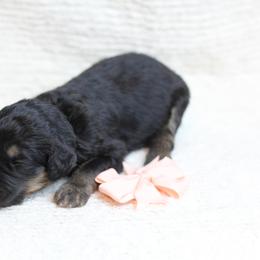 Girl 1 - Phantom Bernedoodle puppy in Riverdale, Utah from La Di Da Doodles
