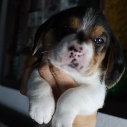 Molly - Black tan and white female Beagle puppy in Susanville, California from Homegrown Beagles