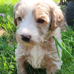 Charlotte - green collar - Caramel cream female Labradoodle puppy in Fostoria, Michigan from North Country Kennel Club