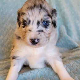 Aussiedoodles and Australian Shepherds from Cedar Stone Aussiedoodles