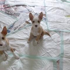 Portuguese Podengo Puppies from Lochbay