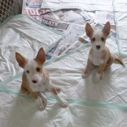 Portuguese Podengo Puppies from Lochbay