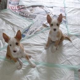 Portuguese Podengo Puppies from Lochbay