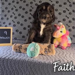 Faith - Black female Sheepadoodle puppy in Glen Rose, Texas from Clevenger’s Sheepadoodle Fur Baby Farm