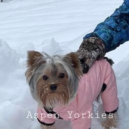 Yorkshire Terrier All Grown Up from Aspen Yorkies