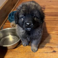 Dilute Retriever, French Bulldog, Labrador Retriever, and Leonberger Puppies from QVR Labradors and Leonbergers
