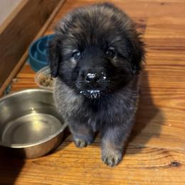 Dilute Retriever, French Bulldog, Labrador Retriever, and Leonberger Puppies from QVR Labradors and Leonbergers