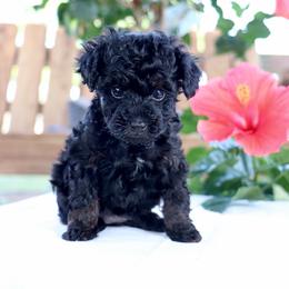 Betsy - Phantom female Poodle puppy in Goliad, Texas from Sassy Lil Aussies and Diamond W Poodles