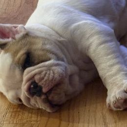 Bulldogs from Thornburg's Bulldogs