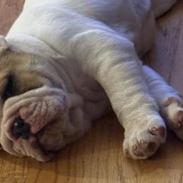 Bulldogs from Thornburg's Bulldogs