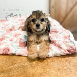 Mozzarella - Black & tan female Maltipoo puppy in Huntsville, Texas from Nelson Creek Farms