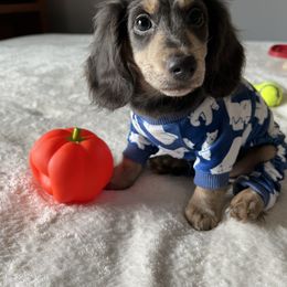Dachshund Puppies from GretaLo Dachshunds