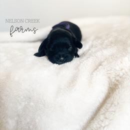 Purple - Lana Lang - Black & white female Maltipoo puppy in Huntsville, Texas from Nelson Creek Farms