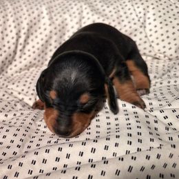 Mario - Black and tan male Dachshund puppy in Los Angeles, California from Dachshunds of the Desert