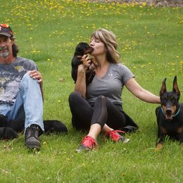 Doberman Pinscher Puppies from HQ Dobermans