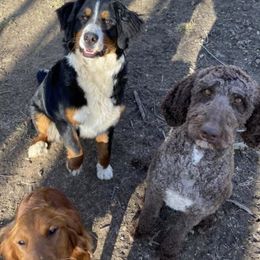 Bernedoodles and Goldendoodles from WaggingTailz